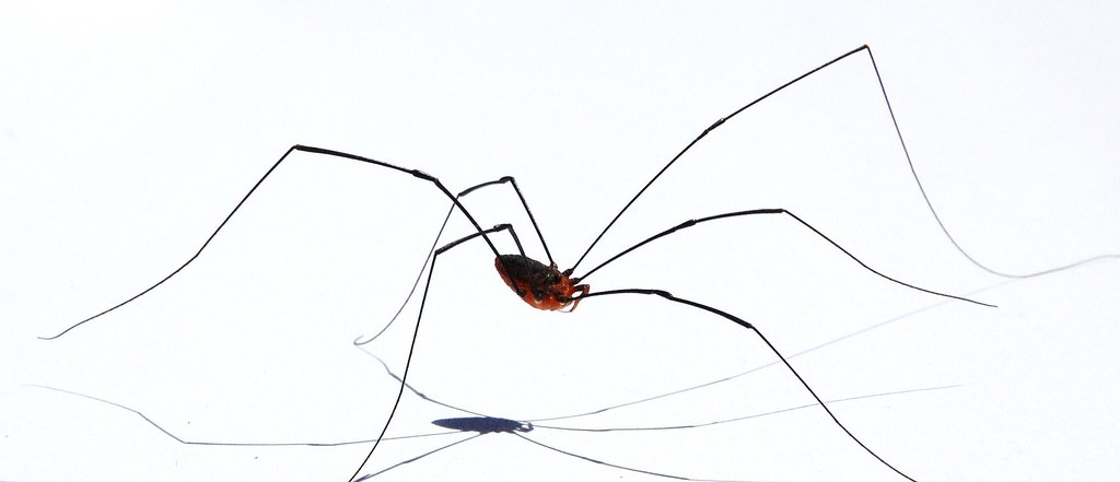 harvestman2_zps1b153873